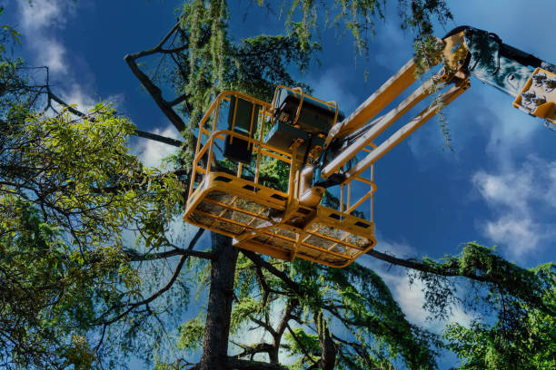 Trusted Broad Creek, NC Tree Service Experts